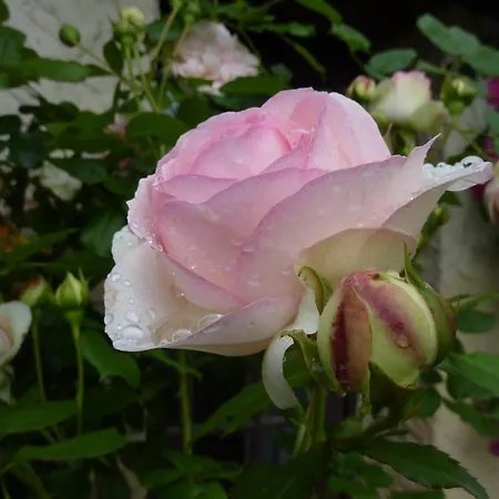 La Roseraie, Authentique Maison Du Perigord Noir 펜션 Plazac