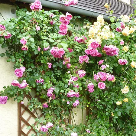 Holiday home La Roseraie, Authentique Maison Du Perigord Noir