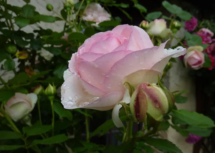La Roseraie, Authentique Maison Du Perigord Noir Ferienhaus Plazac